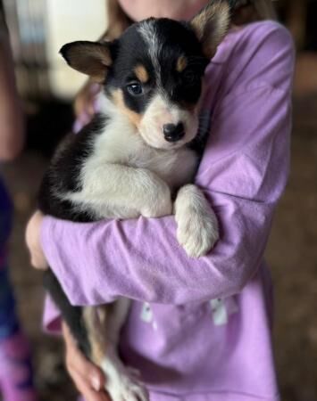 Tri coloured collie puppies for sale in Bishop's Castle, Shropshire - Image 4