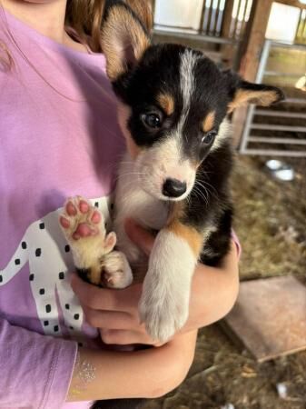 Tri coloured collie puppies for sale in Bishop's Castle, Shropshire - Image 5