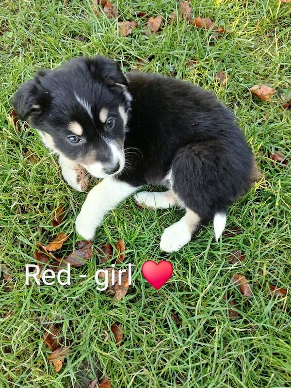 Trio - coloured border collie for sale in Huntly, Aberdeenshire