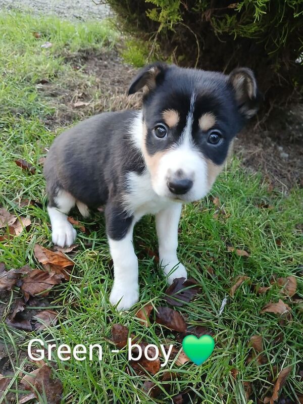 Trio - coloured border collie for sale in Huntly, Aberdeenshire - Image 2