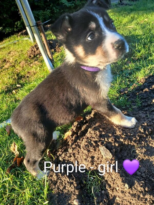 Trio - coloured border collie for sale in Huntly, Aberdeenshire - Image 3