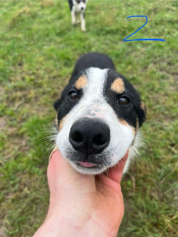 Two 5 month old Border Collie Dog\'s for sale in Stalbridge, Dorset