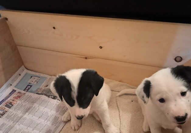 Two almost white girls for sale in Plymouth, Devon