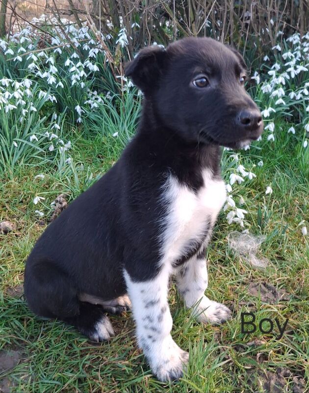 Two Border Collie Puppies for sale in Newtown / Y Drenewydd, Powys