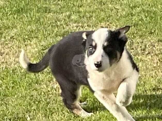 Two Border Collie Pups for sale in Cumnock, East Ayrshire