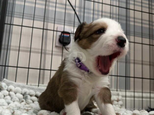 Ultra Rare Sable Tricolour Border Collie for sale in Saltcoats, North Ayrshire - Image 1