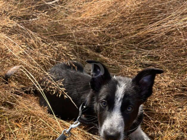 Urgent! Border Collie pup for sale in London