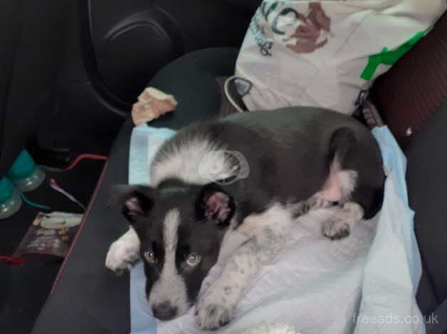 Urgent! Border Collie pup for sale in London - Image 3