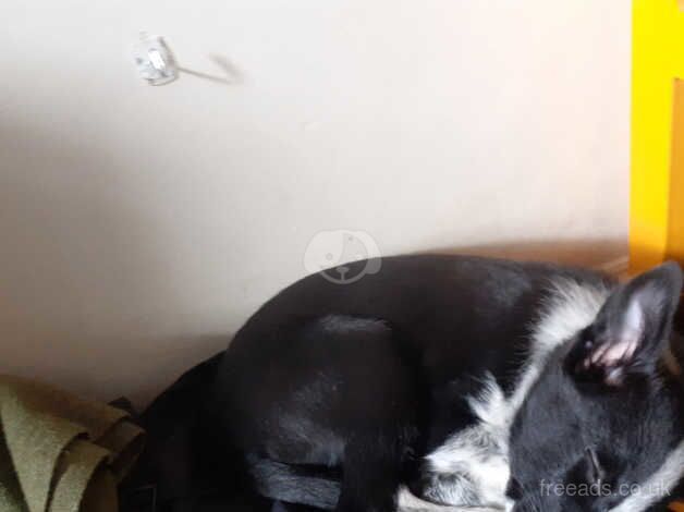 Urgent! Border Collie pup for sale in London - Image 5