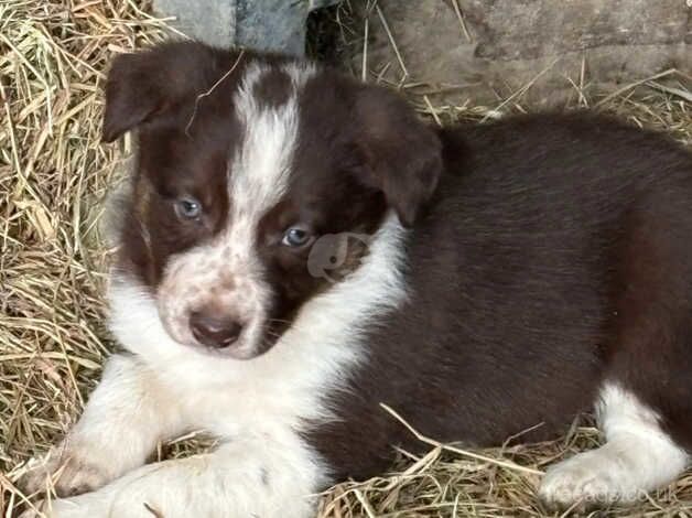 Very freindly red/chocolate/ brown and white puppies for sale in Llanwrda, Carmarthenshire