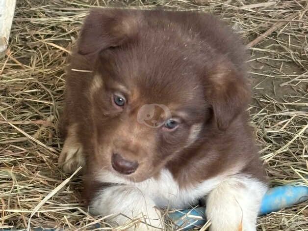 Very freindly red/chocolate/ brown and white puppies for sale in Llanwrda, Carmarthenshire - Image 2