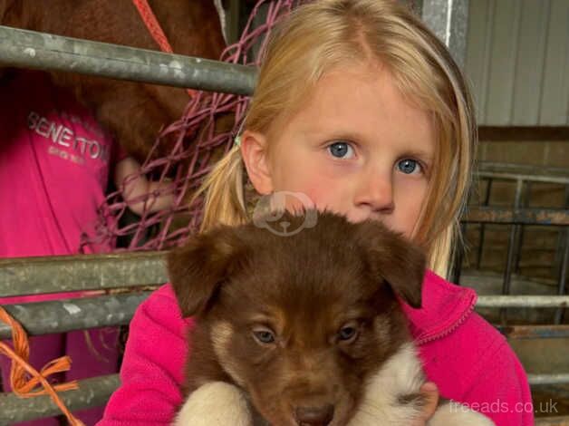 Very freindly red/chocolate/ brown and white puppies for sale in Llanwrda, Carmarthenshire - Image 3