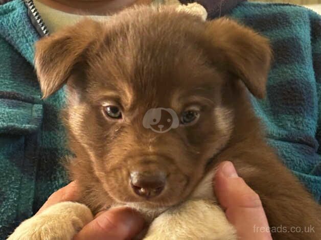 Very freindly red/chocolate/ brown and white puppies for sale in Llanwrda, Carmarthenshire - Image 4