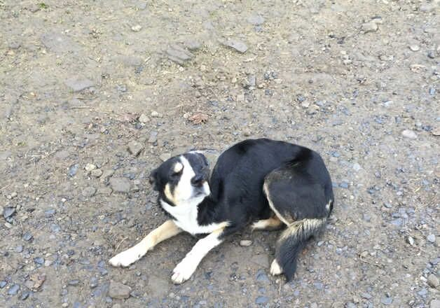 Welsh Border Collie Pups for sale in Swansea/Abertawe, Swansea