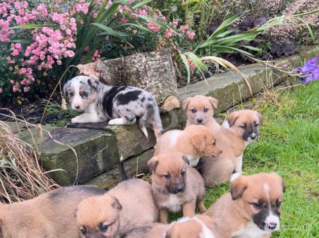 WELSH COLLIES FOR SALE in Newtown, Argyll and Bute