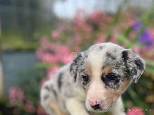 WELSH COLLIES FOR SALE in Newtown, Argyll and Bute - Image 3