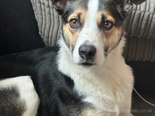 Welsh sheepdog/border collie pups beautiful chunky pups for sale in Rotherham, South Yorkshire - Image 1