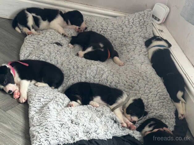 Welsh sheepdog/border collie pups beautiful chunky pups for sale in Rotherham, South Yorkshire - Image 4