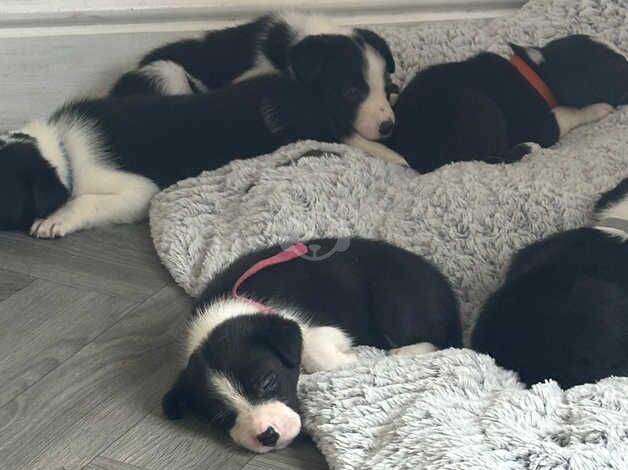 Welsh sheepdog/border collie pups beautiful chunky pups for sale in Rotherham, South Yorkshire - Image 5