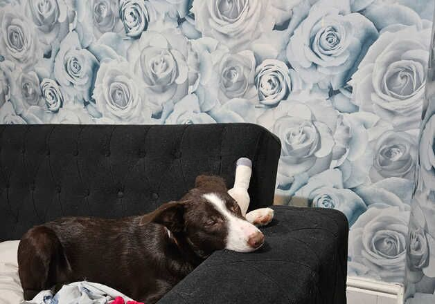 working Border collie for sale in Blackpool, Lancashire - Image 2