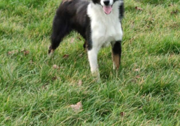 Working border collie for sale in Tonypandy, Rhondda Cynon Taf