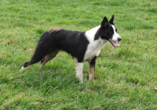 Working border collie for sale in Tonypandy, Rhondda Cynon Taf - Image 2