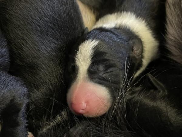 Working border collie puppies ready to leave 24th September for sale in Dacre, North Yorkshire - Image 1