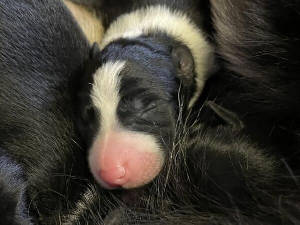 Working border collie puppies ready to leave 24th September for sale in Dacre, North Yorkshire - Image 2