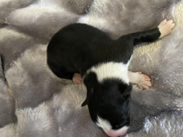 Working border collie puppies ready to leave 24th September for sale in Dacre, North Yorkshire - Image 3