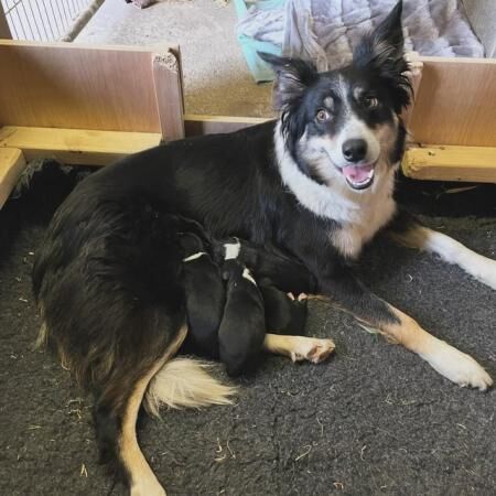 Working border collie puppies ready to leave 24th September for sale in Dacre, North Yorkshire - Image 4