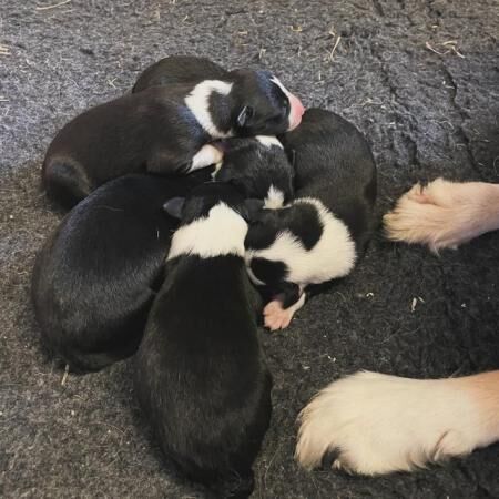 Working border collie puppies ready to leave 24th September for sale in Dacre, North Yorkshire - Image 5