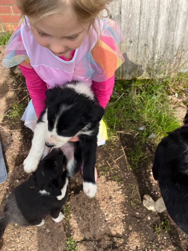 Working collie puppies for sale in Elmbridge, Worcestershire