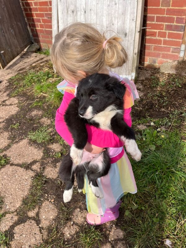 Working collie puppies for sale in Elmbridge, Worcestershire - Image 2