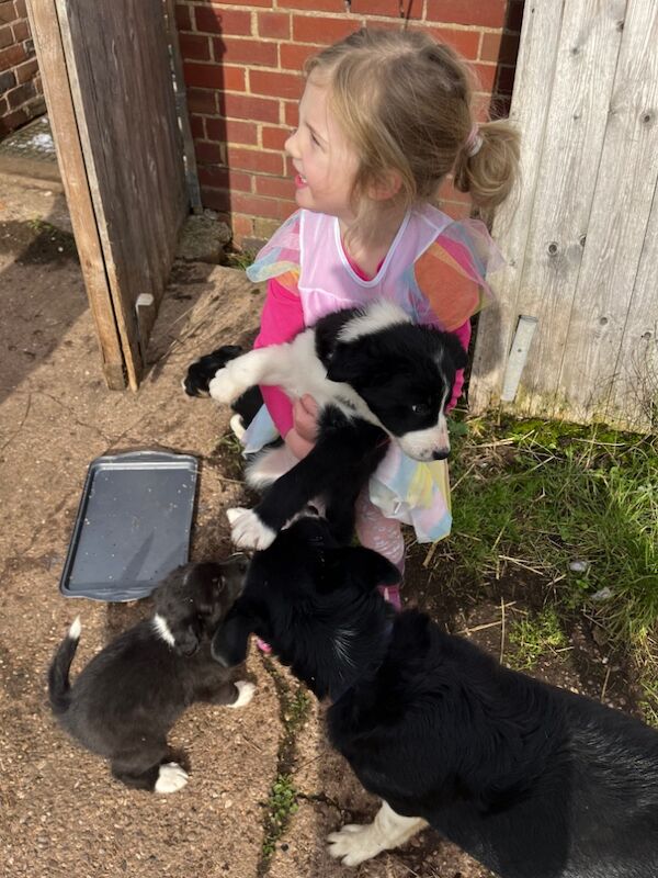 Working collie puppies for sale in Elmbridge, Worcestershire - Image 3