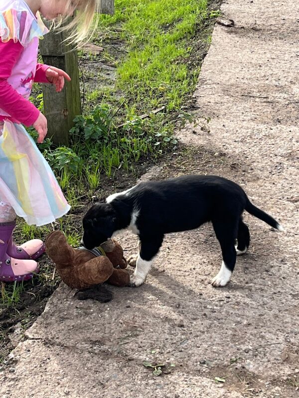 Working collie puppies for sale in Elmbridge, Worcestershire - Image 4