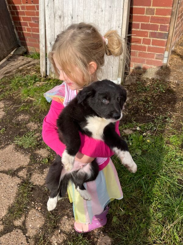 Working collie puppies for sale in Elmbridge, Worcestershire - Image 5