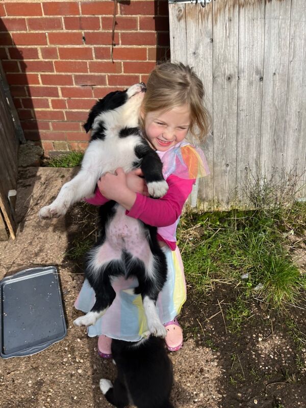 Working collie puppies for sale in Elmbridge, Worcestershire - Image 6