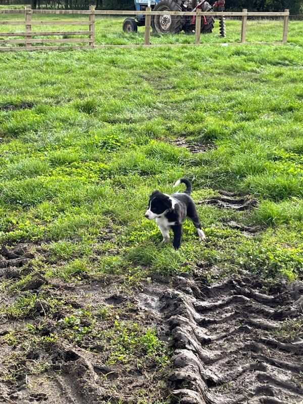 Working collie puppies for sale in Elmbridge, Worcestershire - Image 7