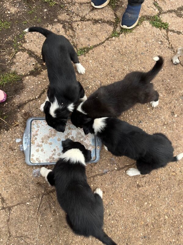 Working collie puppies for sale in Elmbridge, Worcestershire - Image 8