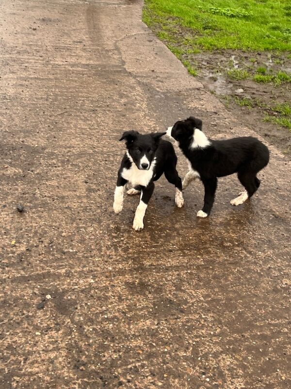 Working collie puppies for sale in Elmbridge, Worcestershire - Image 9