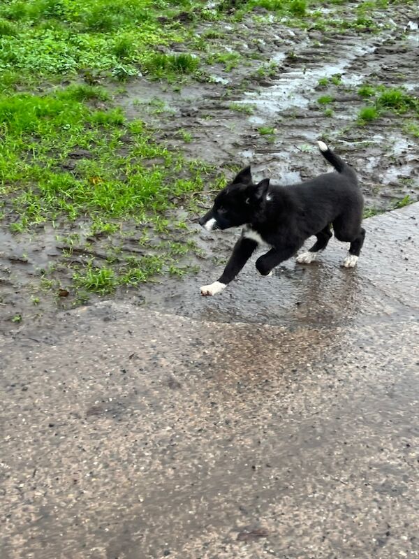 Working collie puppies for sale in Elmbridge, Worcestershire - Image 10