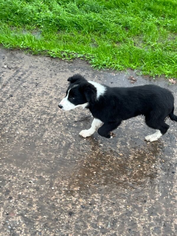 Working collie puppies for sale in Elmbridge, Worcestershire - Image 11