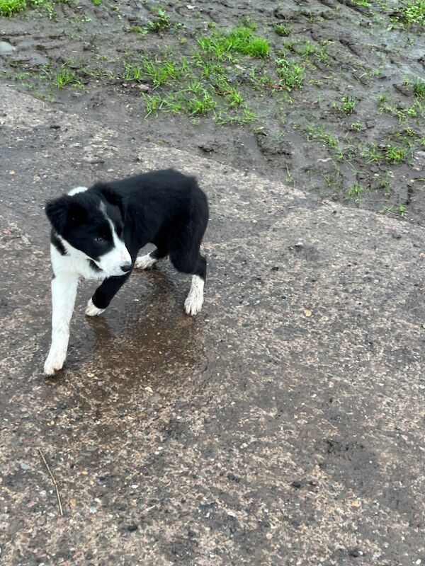 Working collie puppies for sale in Elmbridge, Worcestershire - Image 12