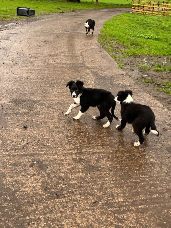 Working collie puppies for sale in Elmbridge, Worcestershire - Image 13