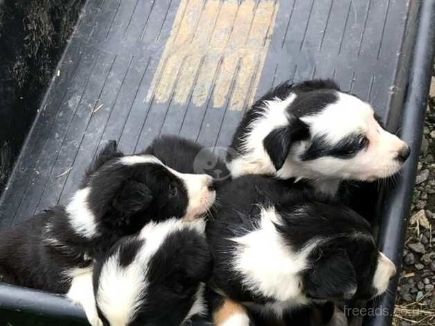 Working collie pups for sale in Cornwall - Image 1