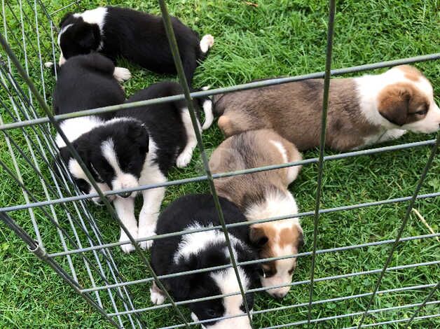 Working collie pups for sale in Cornwall - Image 3