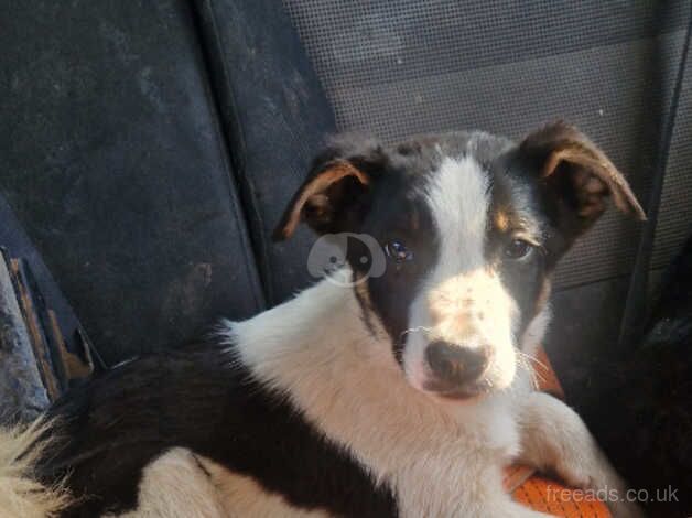 Young Border Collie for sale in Duns, Scottish Borders - Image 1