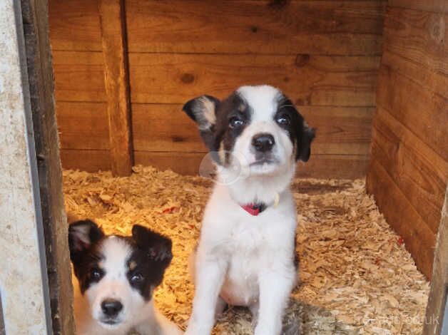 Young Border Collie for sale in Duns, Scottish Borders - Image 2