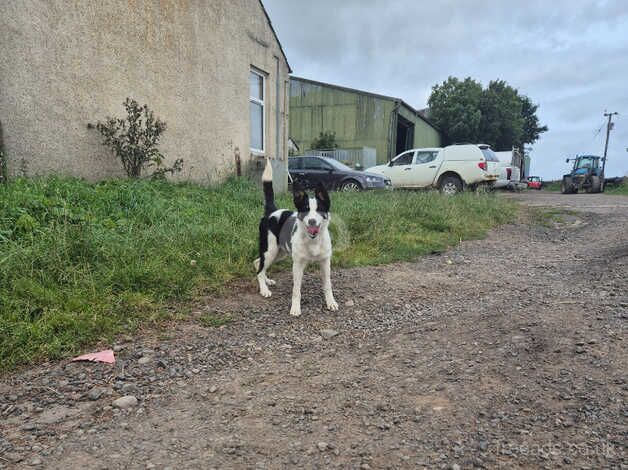 Young Border Collie for sale in Duns, Scottish Borders - Image 3