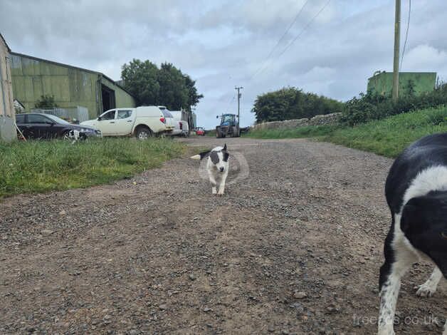 Young Border Collie for sale in Duns, Scottish Borders - Image 4